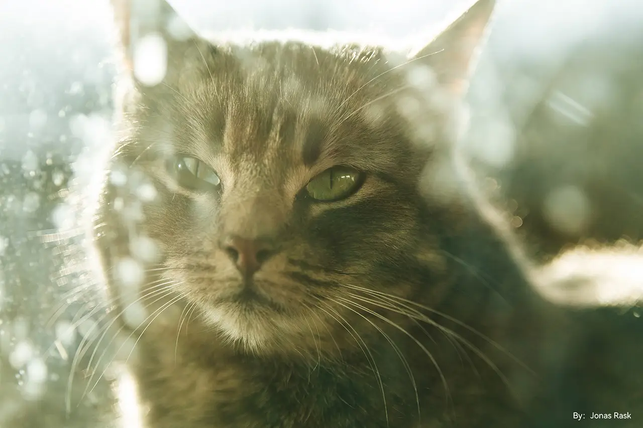 Объектив TTartisan AF 56 мм F1.8 APS-C для Sony E серебро