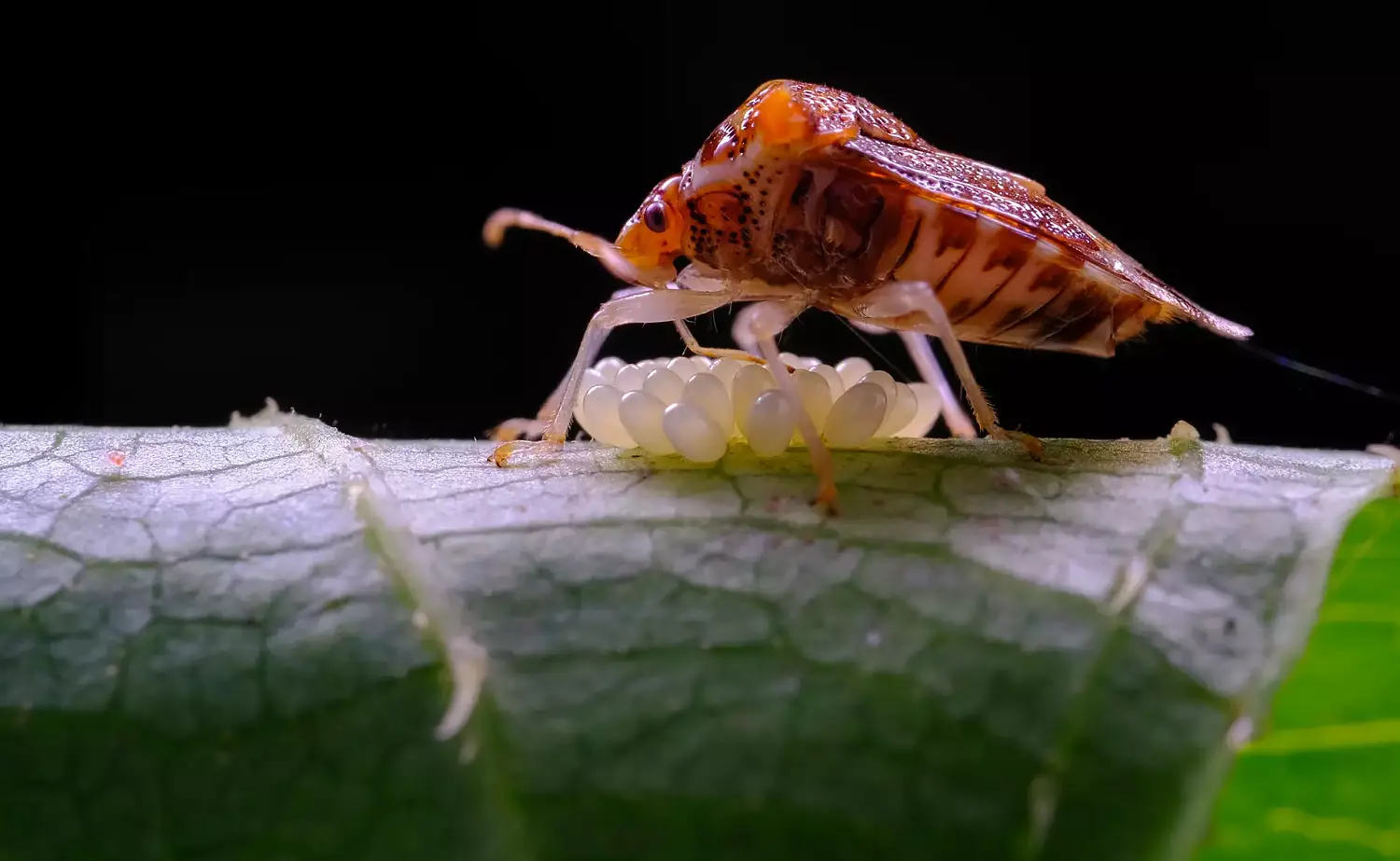 Объектив TTartisan 40 мм F2.8 Macro APS-C для Canon EOS M