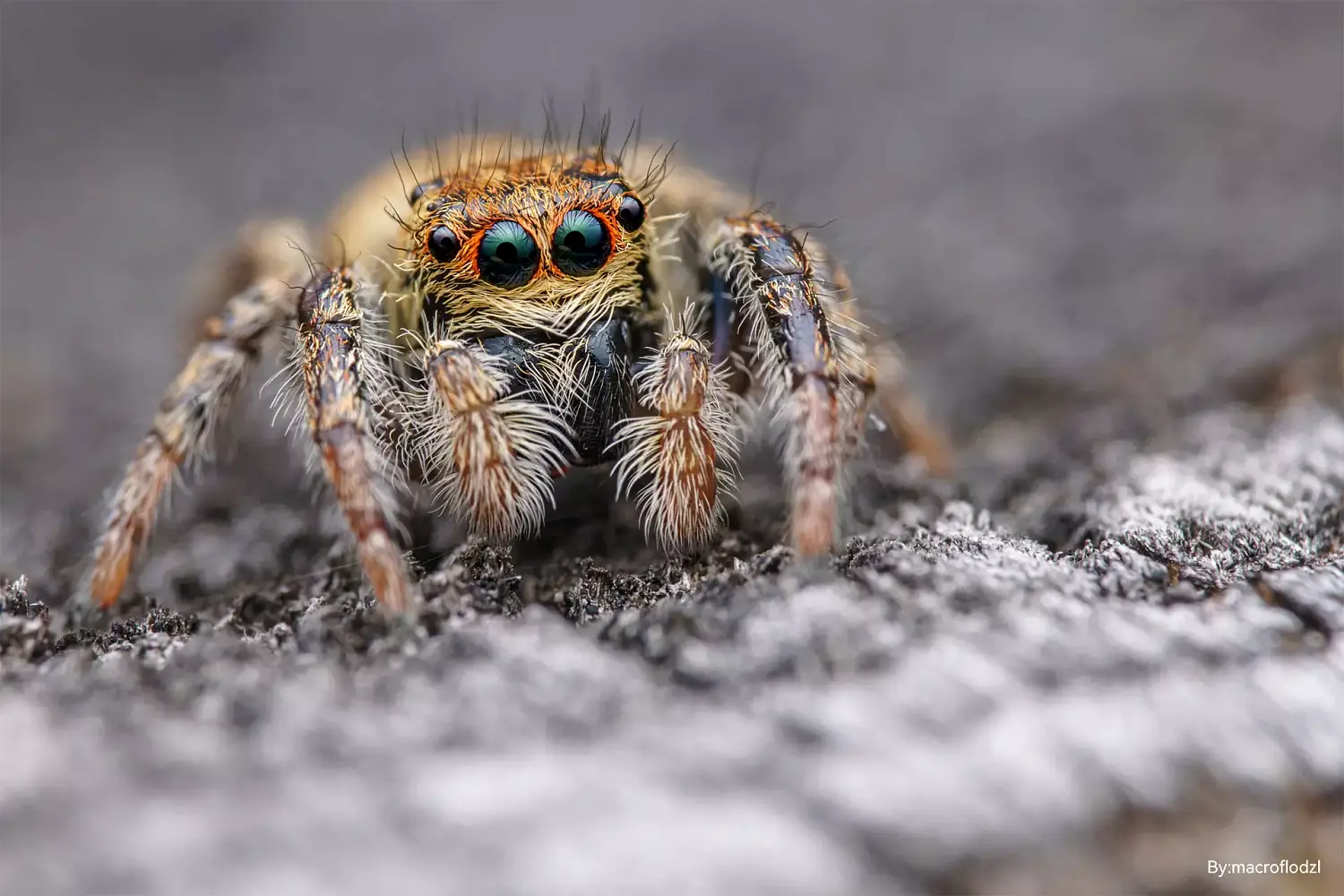 Объектив TTartisan 100 мм F2.8 macro 2X Full Frame для Fuji X